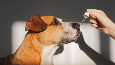 What Essential Oils Are Safe to Diffuse Around Dogs?