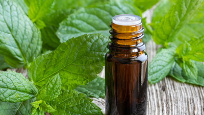 Peppermint Essential Oil Benefits and How to Use It