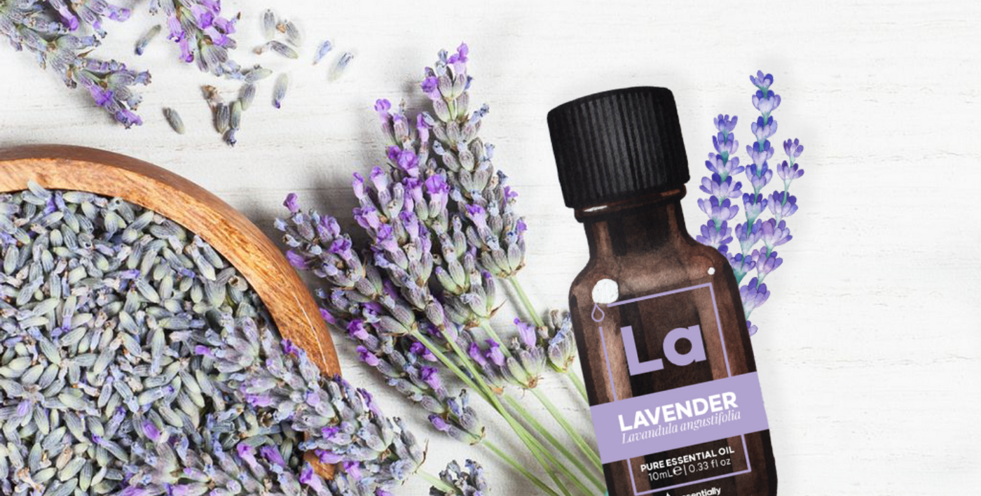 Lavender Essential Oil Benefits and Uses